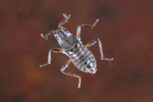 Réf. 179 756 : Microvelia pygmaea